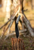 Maczeta Kukri HASTAA 07-HS-601